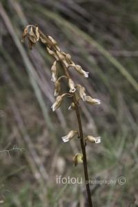 Potato Orchid